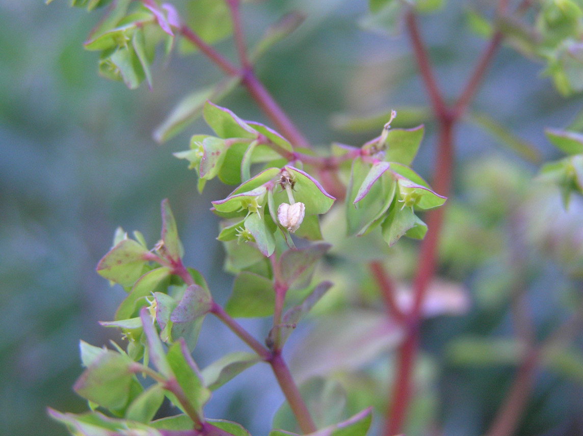 graziosa... Euphorbia peplus